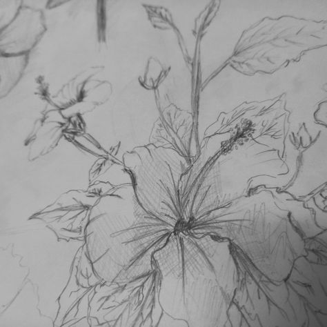 Gumamela Flower Drawing, Gumamela Drawing, Kanikonna Flower Drawing, Canola Flower Drawing, Kemboja Flower Sketch, Camellia Flower Sketch, Traditional Art, Flower Drawing, Hibiscus