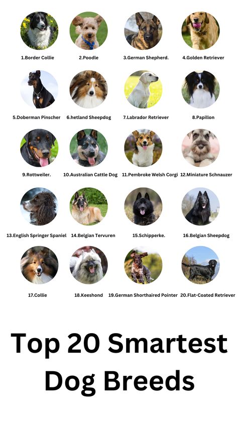 🐾 Discover the top Smartest Dog Breeds! 🧠 These canine geniuses excel in learning commands, solving problems, and charming hearts. From Border Collies to Poodles, explore the fascinating world of intelligent dogs. Find your perfect match and embark on a journey of discovery and companionship. 🐕🌟 #smartest dog breeds list Protection Dogs Breeds, Cute Guard Dogs, Athletic Dog Breeds, Guard Dogs Breeds, Types Of Dogs Breeds List, Types Of Big Dogs, Dogs Breeds Large, Dog Breeds Big, Small Dogs Breed