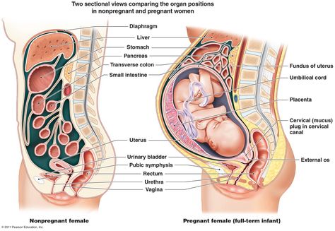 Diagram showing how a women's body changes when pregnant. Pregnancy Anatomy, Human Anatomy Female, Mucus Plug, Cervical Mucus, Body Diagram, Female Reproductive System, Postpartum Belly, Diastasis Recti, Body Organs