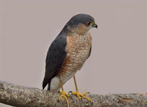 Sharp-shinned Hawk California Animals, Sharp Shinned Hawk, Cooper's Hawk, American Kestrel, Habitat Garden, Forest Habitat, Peregrine Falcon, Red Tailed Hawk, Snowy Owl