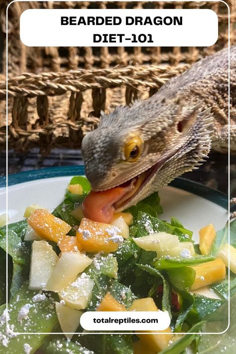 bearded dragon diet Diy Bearded Dragon Hideout, Bearded Dragon Veggie List, Bearded Dragon Food Chart, What Can Bearded Dragons Eat, Bearded Dragon Photoshoot, Dig Box Bearded Dragon, Bearded Dragon Information, Bearded Dragon Cage Ideas Diy, Cute Bearded Dragon Tank