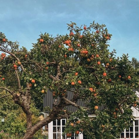 Elin Lannsjö on Instagram: "Dreamt about my apple tree last night🍎 don’t know what it means 🙄

#cottageliving #cottage #cottagegarden #allotment #allotmentgarden #allotmentsofinstagram #appletree #appletreelove #gardeninspiration #gardeninspo #gardening4pleasure #gardenlife" Allotment Gardening, Dream About Me, Cottage Living, Apple Tree, Don T Know, Cottage Garden, Garden Inspiration, Last Night, Cottage