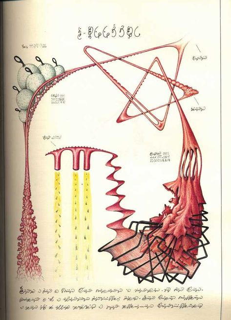 Codex Seraphinianus Illustrations, Codex Seraphinianus Book, Luigi Serafini, Codex Seraphinianus, Codex Gigas, Voynich Manuscript, Bizarre Books, Natural Form Art, Psy Art