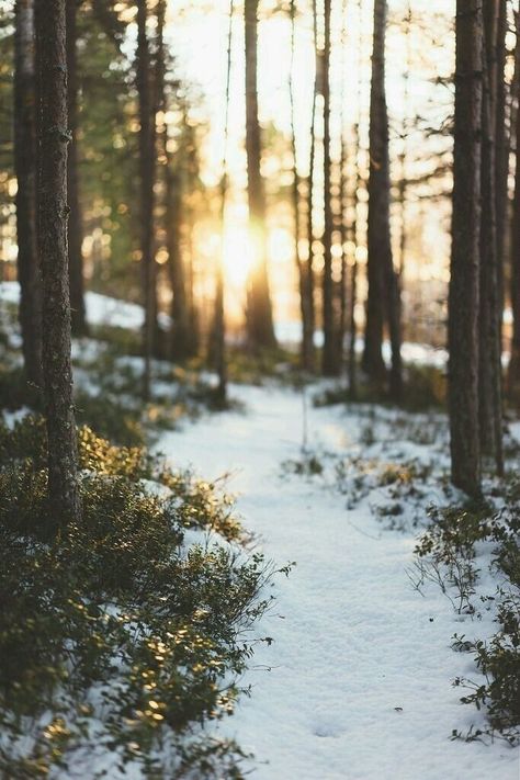 Era Victoria, Foto Tips, Alam Yang Indah, Winter Aesthetic, Winter Photography, Christmas Aesthetic, Winter Is Coming, In The Woods, Nature Beauty