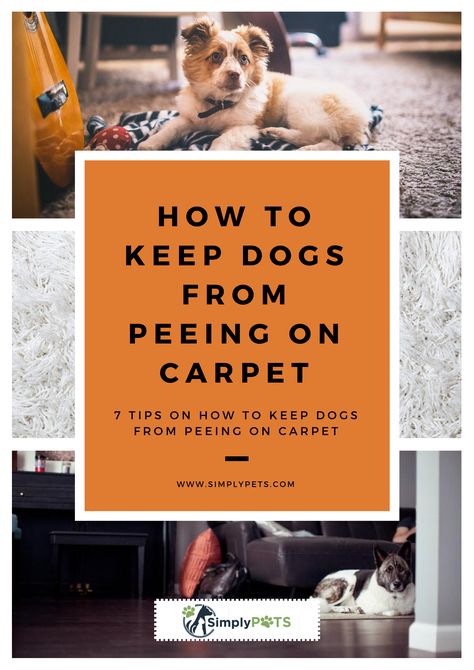 Dog Pee Deterrent Spray, Dog Pee Pads Diy Ideas, Dog Pee Out Of Carpet, Dog Pee On Carpet, Cleaning Dog Pee, Dog Deterrent Spray, Dog Pee Smell, Urine Remover, Pee Smell