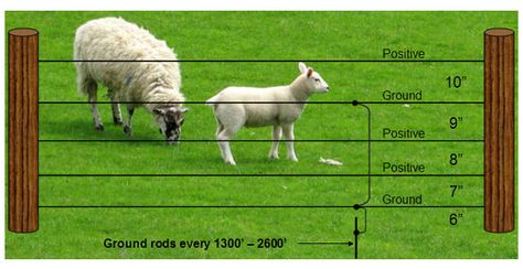 Sheep Fence, Raising Sheep, Sheep Ranch, Fence Planning, Sheep Farming, Pasture Fencing, Electric Fencing, Fence Stain, Small Fence