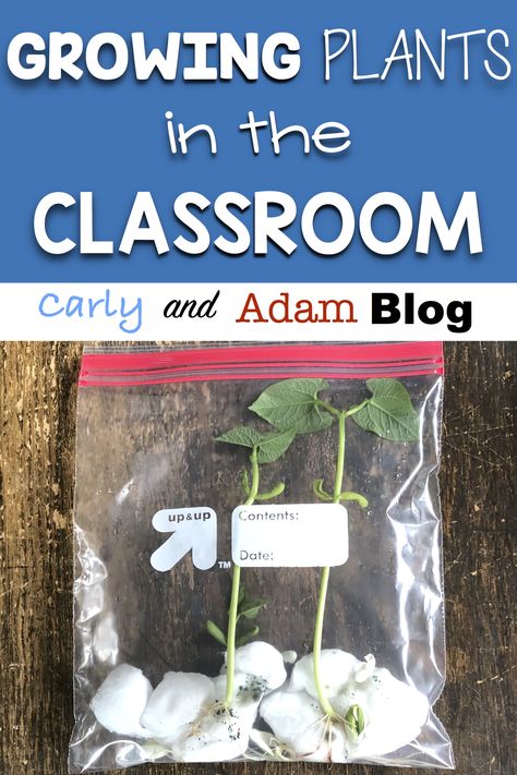 Growing Plants in the Classroom Needs Of Plants, Plant Lessons, Paper Bag Books, Summer Stem, Plants Unit, Stem Elementary, Plant Activities, Plant Structure, Stem Lesson