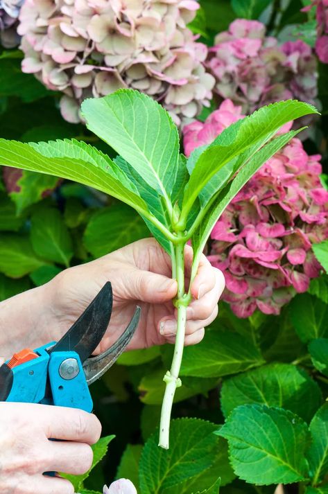 Hydrangea Care, Growing Hydrangeas, Hydrangea Garden, Planting Hydrangeas, Garden Shrubs, Garden Yard Ideas, Plant Cuttings, Propagating Plants, Gardening Supplies