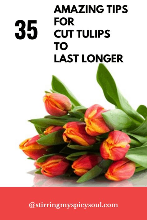 Spring is almost here. Nothing says, its spring time like Tulips, the most coveted Dutch flowers. Today, I am going to share with you, 35 amazing and helpful tips to care for your cut tulips, to last longer in your vase. #Tulips #Caring For Cut tulips #Tips to care for Cut tulips Tulip Tips, Tulip Care, Vase Tulips, Cut Flower Food, Flowers Last Longer, Fresh Tulips, Dutch Flowers, Tulips Arrangement, Flower Mix