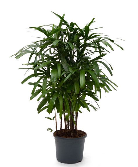 Example of a medium-sized broadleaf lady palm tree. Rhapis Excelsa, Lady Palm, Elephant Ear Plant, Living Room Plants, Inside Plants, Palm Plant, Growing Tips, Fiddle Leaf Fig, All About Plants