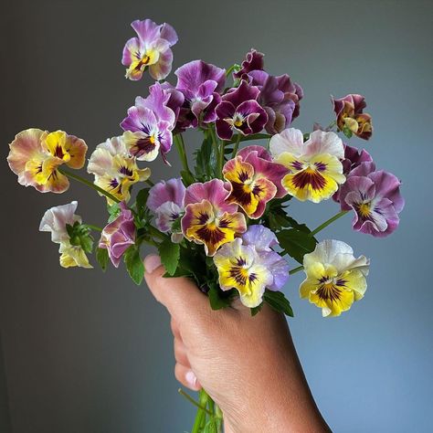 Pansies Garden, Pico Tres, Pansy Bouquet, Mini Tapestry, Pansy Flowers, Flower Farmer, Wildflower Bouquet, Flower Therapy, Flower Lover