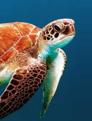 Sea Turtle Photography Underwater, Turtle Reference Photo, Sea Turtle Reference Photo, Sea Life Reference Photos, Sea Turtle Reference, Tortoise Photography, Turtle Reference, Sea Turtle Photography, Turtles Wallpaper