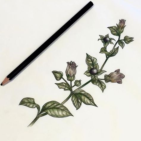 Bella Donna (Deadly Nightshade) Belladonna Flower, Nightshade Flower, Tattooed Freckles, Deadly Plants, Tattoo Shading, Plant Tattoo, Greek Tattoos, Side Tattoos, Plant Drawing