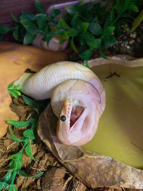 Banana Pastel Ball Python, Banana Python, Mojave Ball Python, Pastel Ball Python, Banana Ball Python, Adorable Snakes, Snake Terrarium, Cute Snakes, Pet Snakes