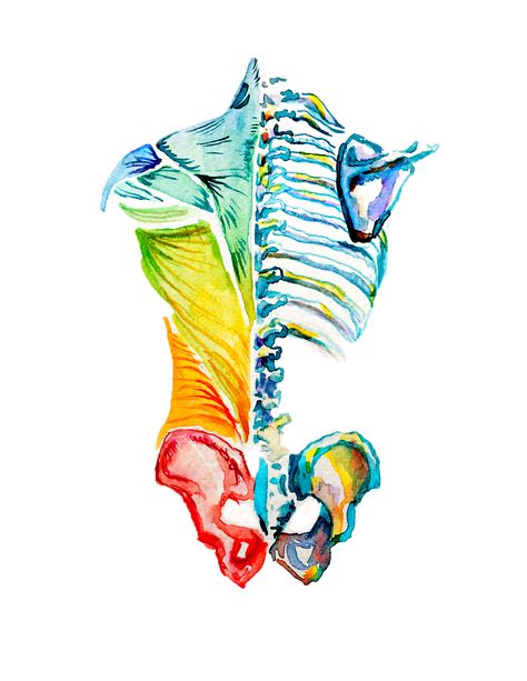 Anatomy Watercolor.  Muscles corresponding to chakras. Watercolor. Artist: Brynja Magnusson Physical Therapy Tattoo, Massage Artwork, Human Anatomy Art Artworks, Muscle Anatomy Art, Human Body Anatomy Art, Spine Watercolor, Chakra Watercolor, Painting Anatomy, Anatomy Painting