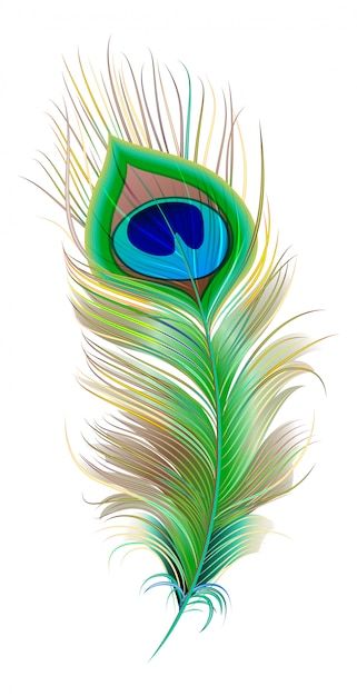 Vector peacock feather. beautiful bird f... | Premium Vector #Freepik #vector #peacock #peacock-feather #feather #bird-feather Peacock Feather Drawing, Peacock Feather Art, Feather Illustration, Feather Drawing, Peacock Pictures, Feather Vector, Christmas Art Projects, Feather Wallpaper, Graphic Design Cards