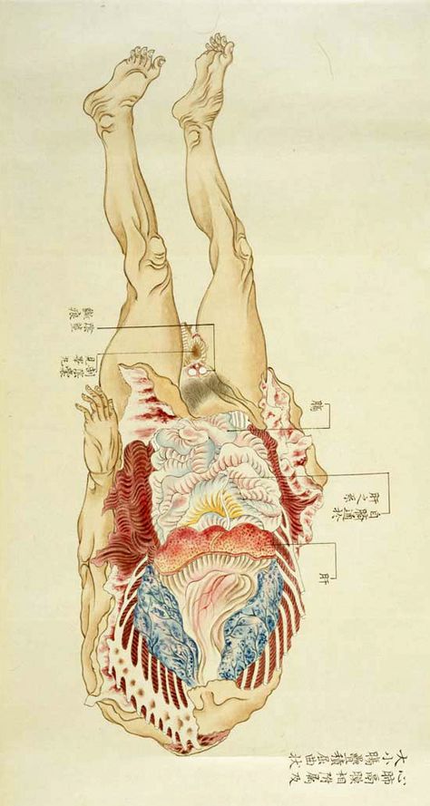 Yoshimura Lanzhou - Decaying Corpse Edo Era, Japanese Illustration, Vintage Medical, Medical Art, Body Anatomy, Scientific Illustration, Medical Illustration, Anatomy Reference, The Human Body