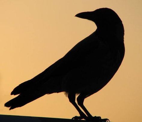 The Smilingcrow- Rockin' the Magickal Side at ZRockR! In September ... Crow Silhouette, Halloween Raven, Magic And Mystery, Bird Template, Bird Stencil, Crochet Tree, Crow Tattoo, Crow Art, Jackdaw