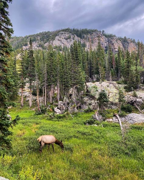 Rocky Mountain National Park is full of beautiful wildlife 🏔️ #rockymountainnationalpark #rockies #elk #travel #outdoorsy #travel #hike #adventure Rocky Mountains National Park, Rocky Mountain National Park Pictures, Rocky Mountain Aesthetic, Hikes In Rocky Mountain National Park, Best Hikes Rocky Mountain National Park, Mountains Aesthetic, Beautiful Wildlife, Born To Run, Wide World