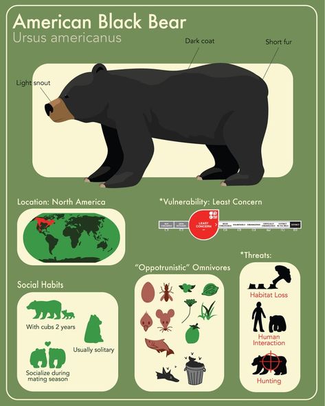 Polar Bear Infographic, Zoo Education, Asiatic Black Bear, Bear Habitat, American Black Bear, Animals Information, Sloth Bear, Chart Infographic, Infographic Poster