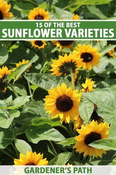 Sunflower Varieties, Mammoth Sunflower, Types Of Sunflowers, Growing Sunflowers, Planting Sunflowers, Small Sunflower, Pond Plants, Flower Garden Design, Growing Plants Indoors