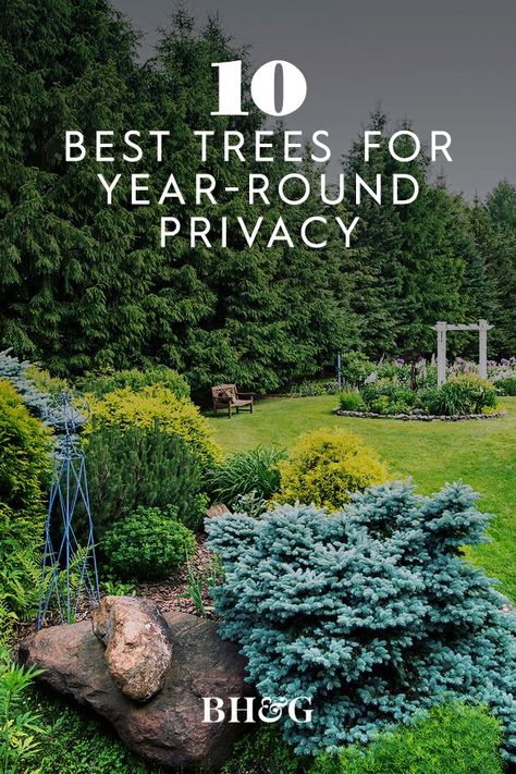 Pine Trees Garden Design, Pine Tree Privacy Wall, Border Trees Privacy, Evergreen Border Planting Ideas, Best Privacy Trees That Grow Fast, Evergreen Privacy Landscaping, Pine Tree Landscaping Ideas, Evergreen Trees For Privacy, Evergreen Landscaping