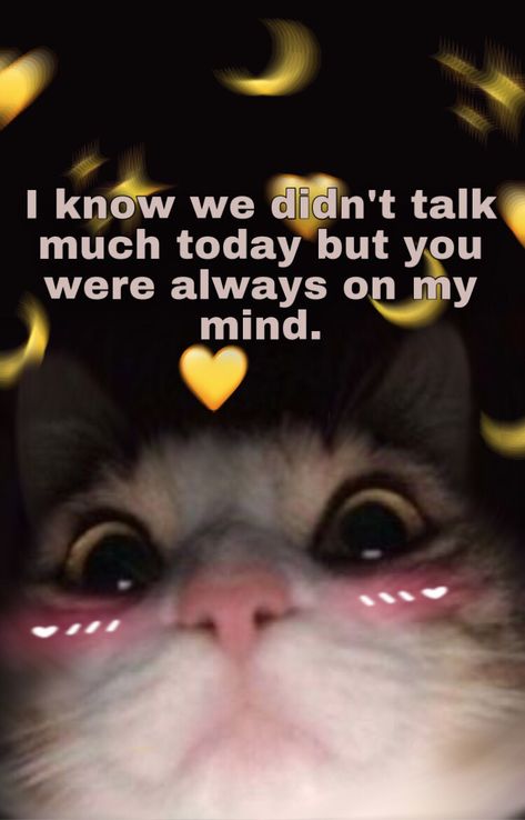 Cats To Send To Bf, Romantic Memes, Wholesome Pictures, Cute Cat Memes, Cute Texts For Him, Always On My Mind, Cute Messages, Couple Relationship, Relationship Memes