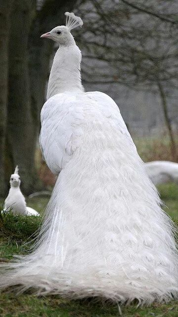 Baby Reptile, Albino Peacock, Peacock Pictures, Peacock Wall Art, White Peacock, Peacock Painting, Bird Wallpaper, Exotic Birds, Animal Wallpaper