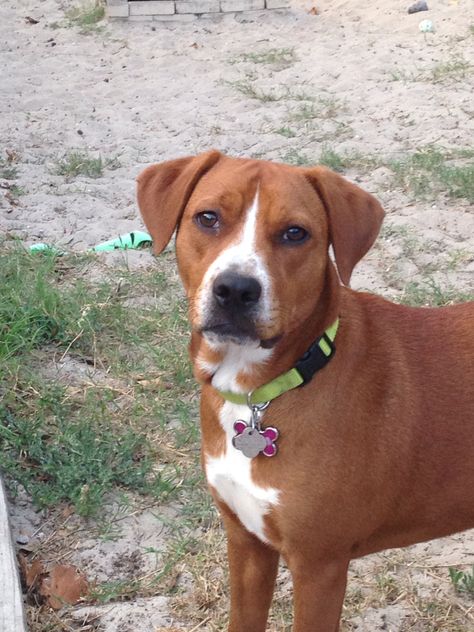 Boxer beagle mix puppy! Extremely cute she's very sweet and good temperate. Boxer Beagle Mix, Beagle Mix Puppies, Dogs German Shepherd, Pitbull Boxer, Adoptable Beagle, Therapy Animals, Group Of Dogs, Boxer Mix, Beagle Mix