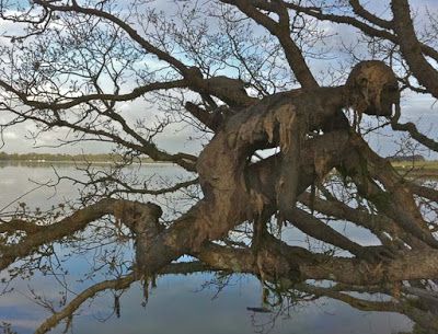 The Art Of Sophie Prestigiacomo Old Tree, Weird And Wonderful, Pics Art, A Tree, In The Middle, Mother Nature, The Middle, The Sky, Art Inspo