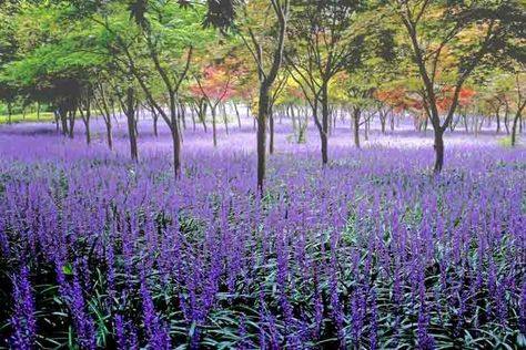 Liriope muscari (Blue Lily Turf) Periwinkle Plant, Lily Turf, Liriope Muscari, Hydrangea Arborescens, Purple Lily, Hosta Gardens, Japanese Maples, Best Perennials, Companion Plants