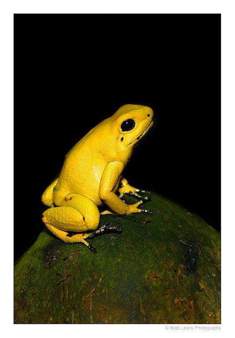 Golden Poison Dart Frog by Brett Lewis, via 500px Giant Manta, Golden Frog, Poison Frog, Poison Dart Frog, Amazing Frog, Alberta Travel, Pet Frogs, Poison Dart, Frog Illustration