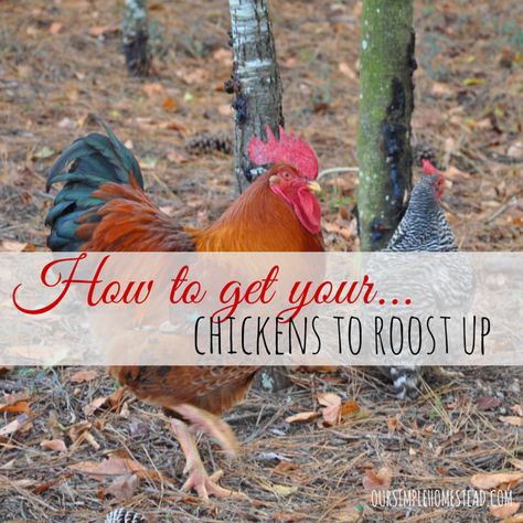 How to get your chickens to roost up at night. Living A Simple Life, Laying Chickens Breeds, Chicken Roost, Laying Chickens, Best Egg Laying Chickens, Egg Laying Chickens, Rhode Island Red, Best Chicken Coop, A Simple Life