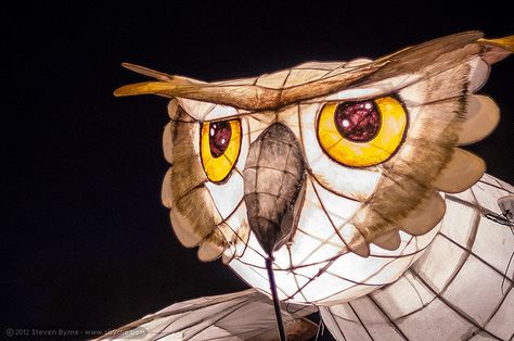 Owl lantern - 2012 Lismore Lantern Parade by sbyrnedotcom, via Flickr Paper Lantern Owl, Winter Lanterns, Willow Lanterns, Wireframe Art, Tissue Paper Lanterns, Lantern Parade, Bird Puppet, Owl Lantern, Chicken Wire Sculpture