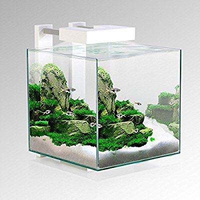 Shrimp Aquarium, Marine Fish Tanks, Aquarium Stand, Led Aquarium Lighting, Glass Aquarium, Fish Home, Low Voltage Lighting, Aquarium Tank, Aquarium Design