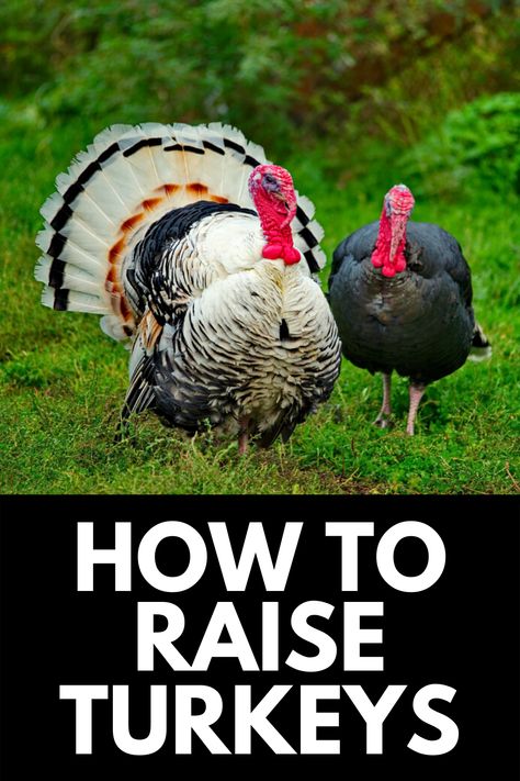 How To Care For A Turkey, Pet Turkey Care, Turkey Pens Ideas, Pet Turkey House, Turkey Roost Diy, Turkey Pen Ideas, Backyard Turkeys, Turkey Raising, Turkey Farming