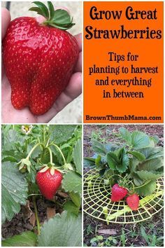 Strawberry Garden, Organic Vegetable Garden, Growing Strawberries, Strawberry Plants, Organic Garden, Home Vegetable Garden, Organic Gardening Tips, Growing Fruit, Fruit Garden