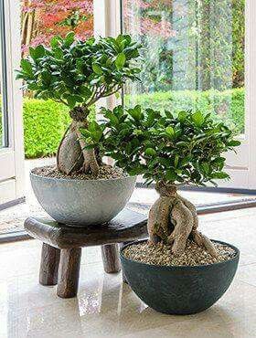 Ginseng Bonsai, Ficus Ginseng Bonsai, Ficus Ginseng, Bonsai Ficus, Jade Bonsai, Ficus Microcarpa, Bonsai Tree Care, Plant Decor Indoor, Jade Plants