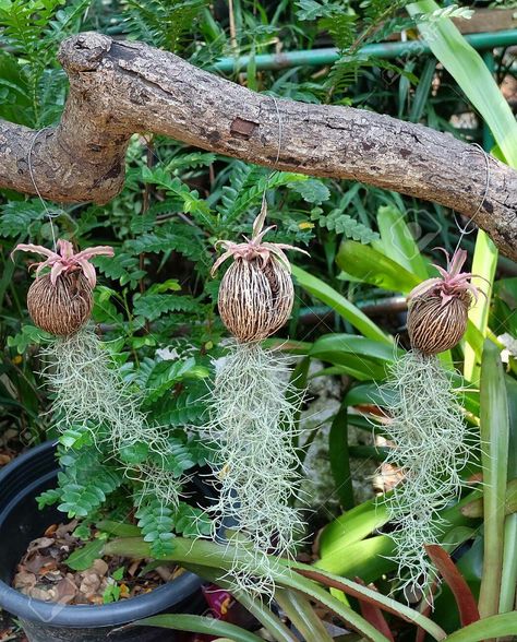 Tillandsia Usneoides, Moss Plant, Spanish Moss, Ornamental Plants, Bird Feeders, My Flower, Home And Garden, Green, Outdoor Decor