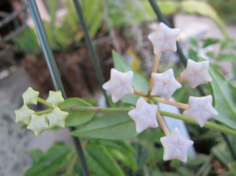 Starberries Hoya Bella, Nothing But Flowers, Flower Therapy, Buy Plants, Pretty Plants, Shooting Star, Nature Aesthetic, Lily Of The Valley, Dream Garden