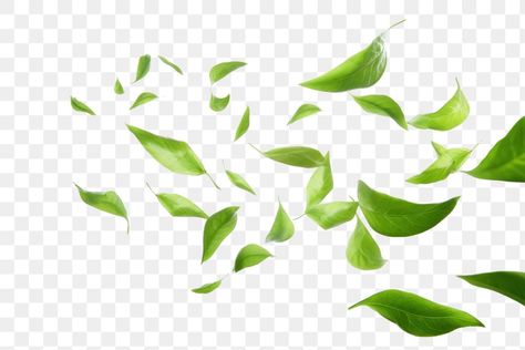 Tea Leaf Illustration, Tea Leaves Photography, Tea Leaves Illustration, Leaf Png For Editing, Tea Png, Green Leafy Background, Javanese Wedding, Green Tea Leaves, Leaf Png