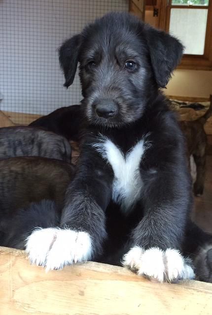 timbercreek irish wolfhounds puppies | PUPPIES. I will have one soon very soon Wolfhound Puppies, Wolf Hound, Irish Wolfhound Puppies, Irish Wolfhound Dogs, Wolfhound Dog, Tattoo Animal, Irish Wolfhounds, Irish Wolfhound, Dog Tattoo