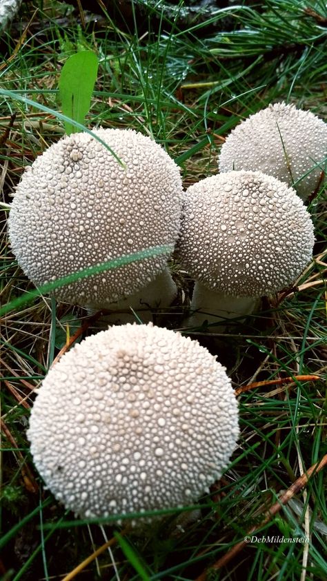 Puffball. Mushrooms Fungi Kingdom, Puffball Mushroom, Mushroom Pictures, Make A Character, Planting Vegetables, Cool Plants, Stuffed Mushrooms, Packaging, Plants