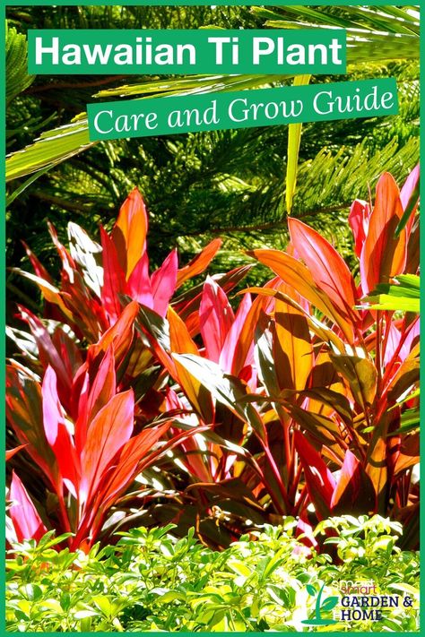 Hawaiian Ti Plants, Ti Plant Care, Hawaii Gardening, Hawaiian Ti Plant, Hawaii Plants, Florida Patio, Hawaii Garden, Tropical Gardening, Ti Plant