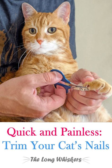 A man trims a cat's nails Clipping Cat Nails, Cats Nails, Trim Cat Nails, Kitten Mittens, Cat Health Problems, Cat Advice, Cut Cat, Mean Cat, S Nails