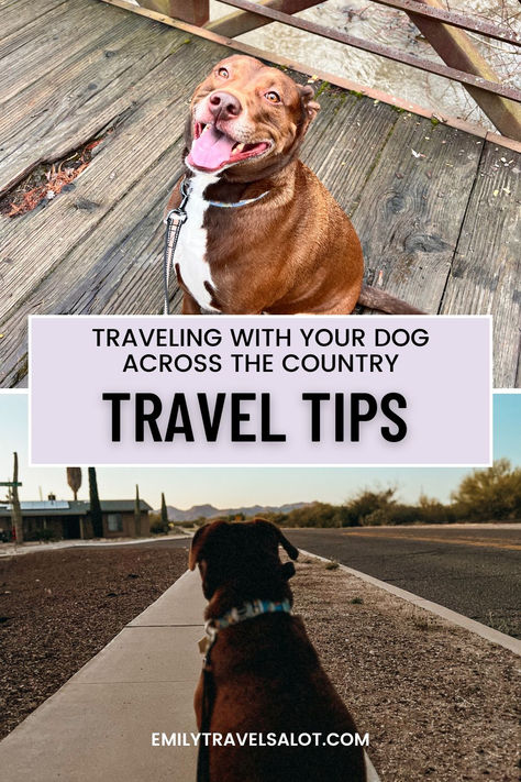 Traveling with a Dog across the Country: Tips for a Great Trip Traveling With Dog, Roadtrip With Dog, Traveling With Dogs In Car, Cross Country Road Trip With Dog, Traveling With Your Dog, Traveling With Dogs, Dog Airplane Travel, Road Trip With Dog, Packing Essentials