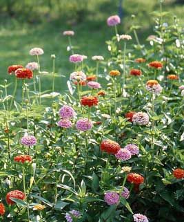 Zinnia Companion Plants, Growing Zinnias, Heirloom Garden, Tomatoes In Containers, Zinnia Seeds, Companion Planting Vegetables, Zinnia Garden, Companion Gardening, Vegetable Garden Planner