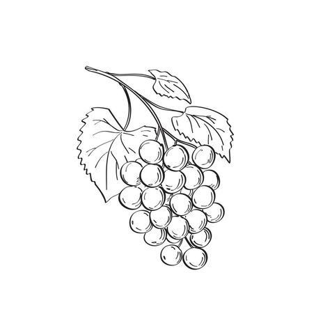 Grape Drawing, Muscadine Grapes, Drawing Black And White, Line Art Drawing, Drawing Black, Green Grapes, Moscato, Homemade Christmas Gifts, Calendar Design