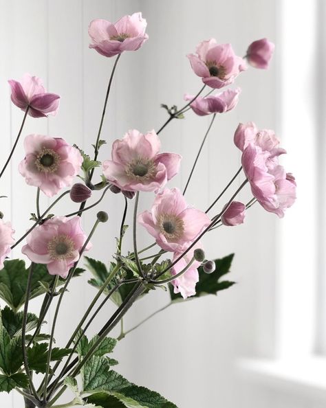 Japanese Anemones Pink, Japanese Anemone Bouquet, Anemone Flower Aesthetic, Anemone Aesthetic, Anemone Japonica, Anemone Tattoo, Anemone Garden, Student Exhibition, Pink Anemone