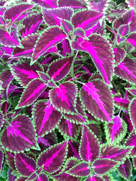 Coleus Black Blue, Coleus Scutellarioides, Potted Plants Patio, Courtyard Gardens Design, Potted Plants Outdoor, Shade Flowers, Diy Backyard Landscaping, Beautiful Flowers Garden, House Plants Decor